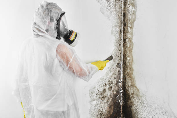 Best Mold Remediation  in Panther Valley, NJ