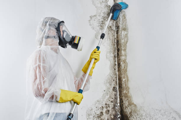 Best Residential Mold Removal  in Panther Valley, NJ