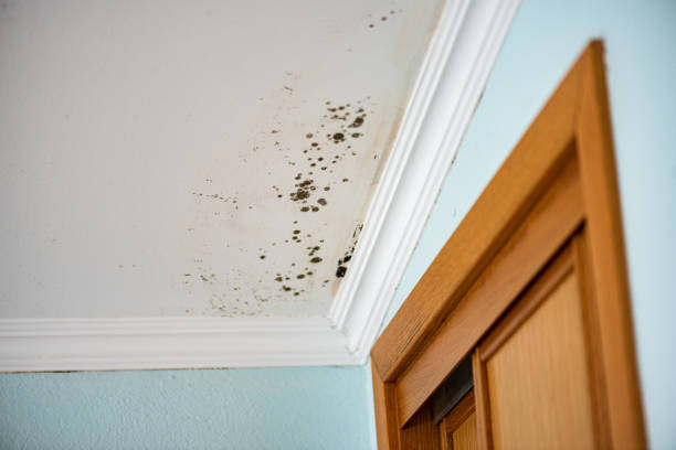 Best Crawl Space Mold Removal  in Panther Valley, NJ