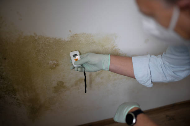 Best Office Mold Removal Services  in Panther Valley, NJ
