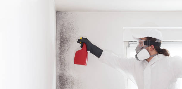 Home Mold Removal in Panther Valley, NJ