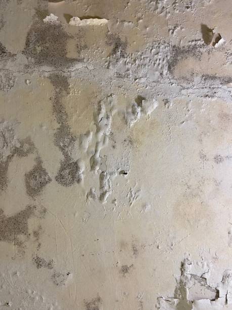  Panther Valley, NJ Mold Removal Pros
