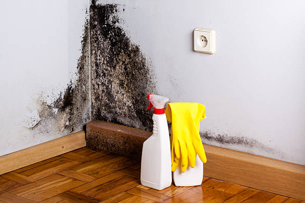 Best Commercial Mold Removal  in Panther Valley, NJ