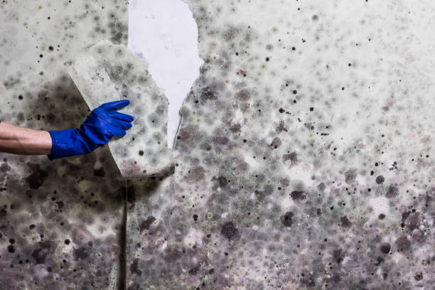 Best Mold Removal Near Me  in Panther Valley, NJ
